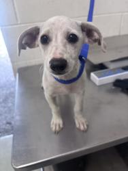 Shelter Stray Male Dog last seen Near BLOCK N. WILLOW AVE, 333 Chandler Pl, San Bernardino, CA 92408, USA
