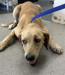 Shelter Stray Female Dog last seen Near BLOCK N WADE CT, 333 Chandler Pl, San Bernardino, CA 92408, USA
