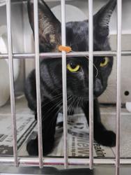 Shelter Stray Male Cat last seen MT VERNON & SPRUCE, 333 Chandler Pl, San Bernardino, CA 92408, USA