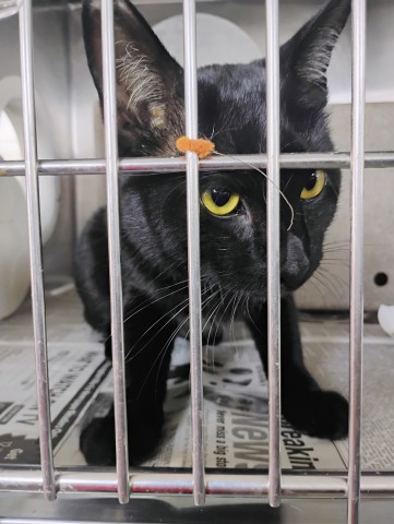Shelter Stray Male Cat last seen MT VERNON & SPRUCE, 333 Chandler Pl, San Bernardino, CA 92408, USA