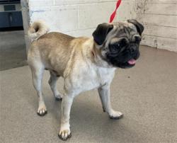 Shelter Stray Male Dog last seen Near BLOCK E BASELINE, 333 Chandler Pl, San Bernardino, CA 92408, USA