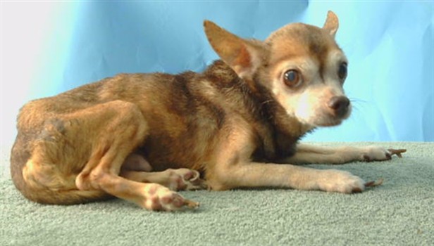 Shelter Stray Male Dog last seen , 216 W Victoria St, Gardena, CA 90248, USA