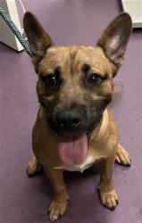 Shelter Stray Male Dog last seen Near BLK CHERRY AVE, LONG BEACH, CA 90802, 7700 E Spring St, Long Beach, CA 90815, USA