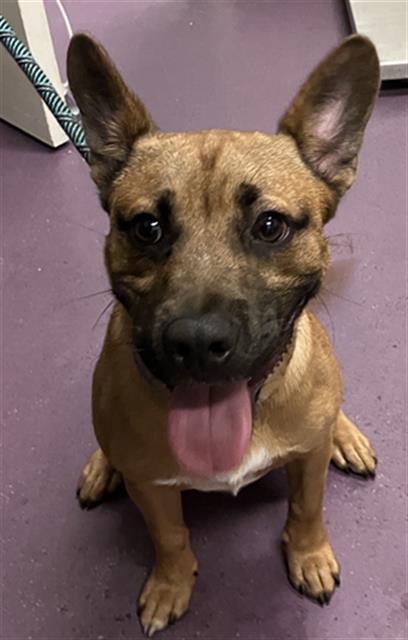 Shelter Stray Male Dog last seen Near BLK CHERRY AVE, LONG BEACH, CA 90802, 7700 E Spring St, Long Beach, CA 90815, USA