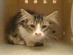 Shelter Stray Female Cat last seen TOPAZ WAY/HURLEY WAY, 95608, 3839 Bradshaw Rd, Sacramento, CA 95827, USA