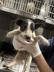 Shelter Stray Male Dog last seen , 14409 Vanowen St, Van Nuys, CA 91405, USA
