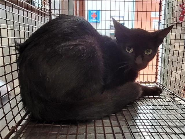 Shelter Stray Female Cat last seen , 957 N Gaffey St, San Pedro, CA 90731, USA
