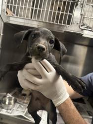 Shelter Stray Male Dog last seen , 14409 Vanowen St, Van Nuys, CA 91405, USA