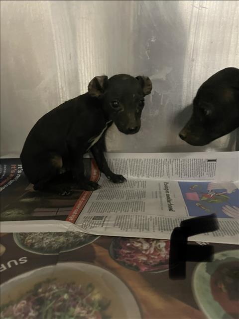 Shelter Stray Female Dog last seen , 14409 Vanowen St, Van Nuys, CA 91405, USA