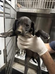 Shelter Stray Male Dog last seen , 14409 Vanowen St, Van Nuys, CA 91405, USA