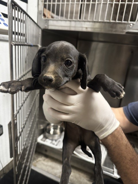 Shelter Stray Male Dog last seen , 14409 Vanowen St, Van Nuys, CA 91405, USA