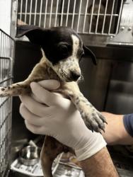 Shelter Stray Female Dog last seen , 14409 Vanowen St, Van Nuys, CA 91405, USA