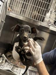Shelter Stray Female Dog last seen , 14409 Vanowen St, Van Nuys, CA 91405, USA