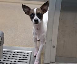 Shelter Stray Male Dog last seen S QUEBECK ST & ILLIF AVE DENVER CO, 1241 W Bayaud Ave, Denver, CO 80223, USA