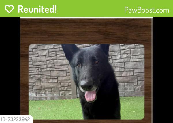 Reunited Male Dog last seen Stow and Herrington, Webberville, MI 48892