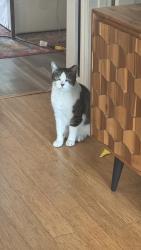 Reunited Male Cat last seen Atchison Street between Hill & Sierra Bonita, Pasadena, CA 91104
