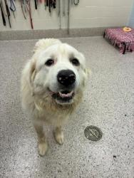 Shelter Stray Male Dog last seen ROSEMARY AND 88TH, 12155 Park Blvd, Brighton, CO 80601, USA