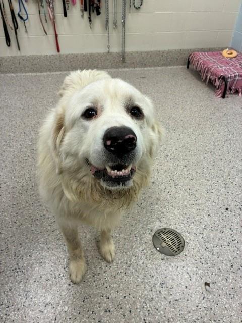 Shelter Stray Male Dog last seen ROSEMARY AND 88TH, 12155 Park Blvd, Brighton, CO 80601, USA