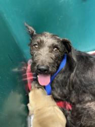 Shelter Stray Female Dog last seen TREMONT ST & BANNER AVE, 130 Beyer Way, Chula Vista, CA 91911, USA