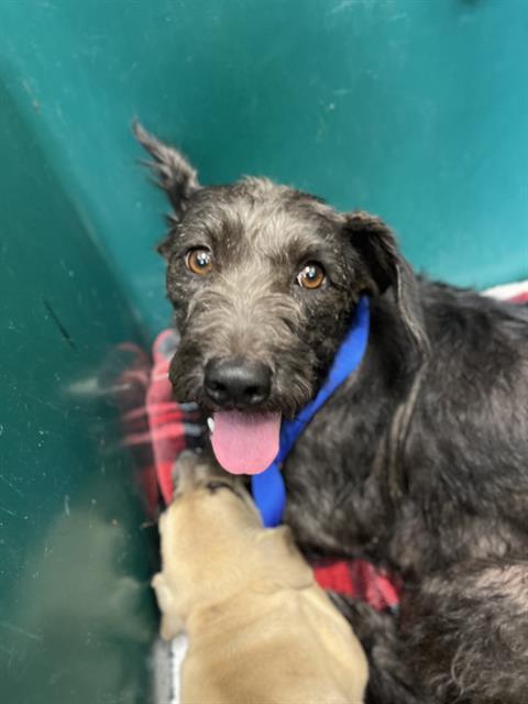 Shelter Stray Female Dog last seen TREMONT ST & BANNER AVE, 130 Beyer Way, Chula Vista, CA 91911, USA