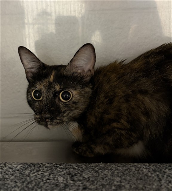 Shelter Stray Female Cat last seen RANCHO DEL REY, 130 Beyer Way, Chula Vista, CA 91911, USA