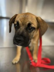 Shelter Stray Male Dog last seen E PALOMAR ST & HERITAGE RD (HERITAGE PARK), 130 Beyer Way, Chula Vista, CA 91911, USA