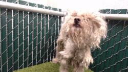 Shelter Stray Male Dog last seen , 11258 Garfield Ave, Downey, CA 90242, USA