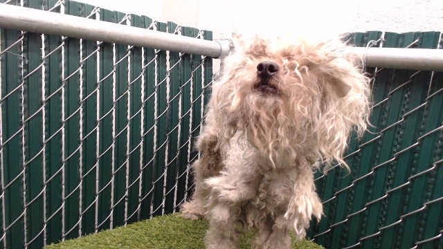 Shelter Stray Male Dog last seen , 11258 Garfield Ave, Downey, CA 90242, USA