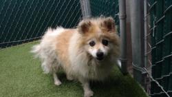 Shelter Stray Male Dog last seen , 11258 Garfield Ave, Downey, CA 90242, USA