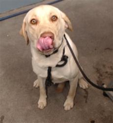 Shelter Stray Male Dog last seen , 11258 Garfield Ave, Downey, CA 90242, USA