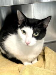 Shelter Stray Male Cat last seen , 11361 W Pico Blvd, Los Angeles, CA 90064, USA