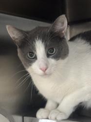 Shelter Stray Male Cat last seen , 11361 W Pico Blvd, Los Angeles, CA 90064, USA