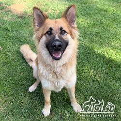 Shelter Stray Female Dog last seen GRAND CANAL/BAY TREE, 92620, 6443 Oak Canyon, Irvine, CA 92618, USA