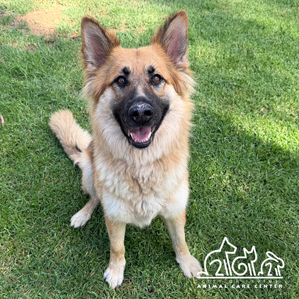 Shelter Stray Female Dog last seen GRAND CANAL/BAY TREE, 92620, 6443 Oak Canyon, Irvine, CA 92618, USA