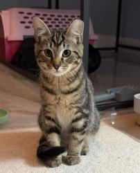 Shelter Stray Male Cat last seen CHARLOTTE, 8315 Byrum Dr, Charlotte, NC 28217, USA