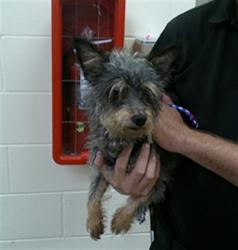 Shelter Stray Male Dog last seen , 232 Eslinger Way, Sanford, FL 32773, USA