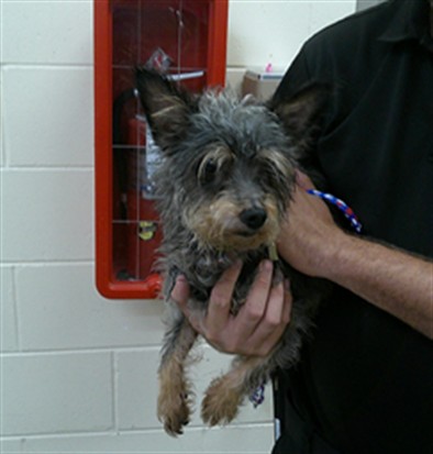Shelter Stray Male Dog last seen , 232 Eslinger Way, Sanford, FL 32773, USA