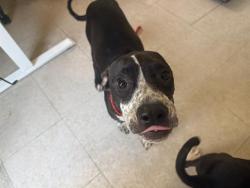 Shelter Stray Female Dog last seen Near BLOCK SE 240TH ST, KENT WA 98031, 21615 64th Ave S, Kent, WA 98032, USA