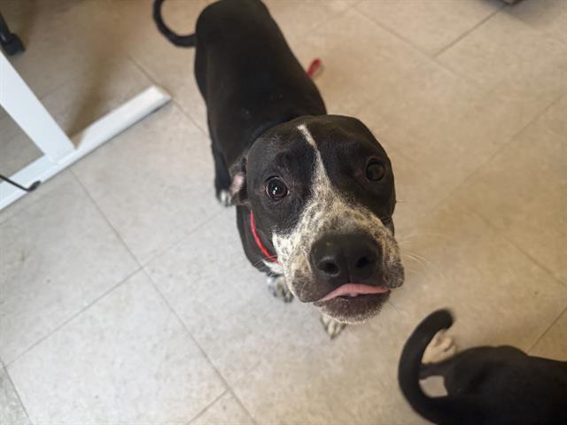 Shelter Stray Female Dog last seen Near BLOCK SE 240TH ST, KENT WA 98031, 21615 64th Ave S, Kent, WA 98032, USA