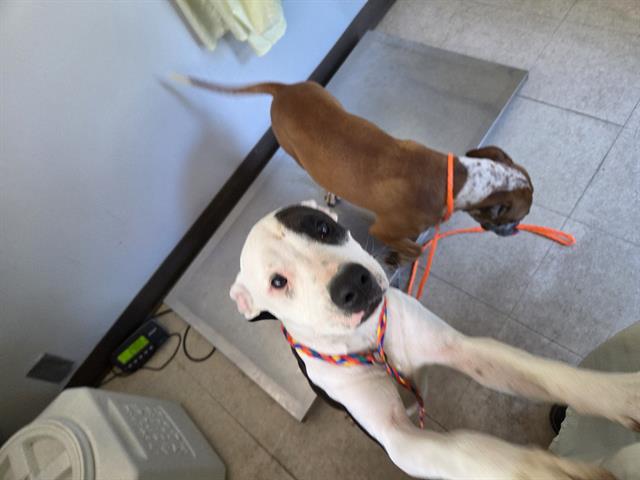 Shelter Stray Female Dog last seen Near BLOCK SE 240TH ST, KENT WA 98031, 21615 64th Ave S, Kent, WA 98032, USA