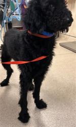 Shelter Stray Male Dog last seen PERALTA PL/ LIMONITE AVE, JURUPA VALLEY CA 92509, 6851 Van Buren Boulevard, Jurupa Valley, CA 92509, USA