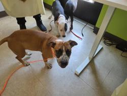 Shelter Stray Female Dog last seen Near BLOCK SE 240TH ST, KENT WA 98031, 21615 64th Ave S, Kent, WA 98032, USA