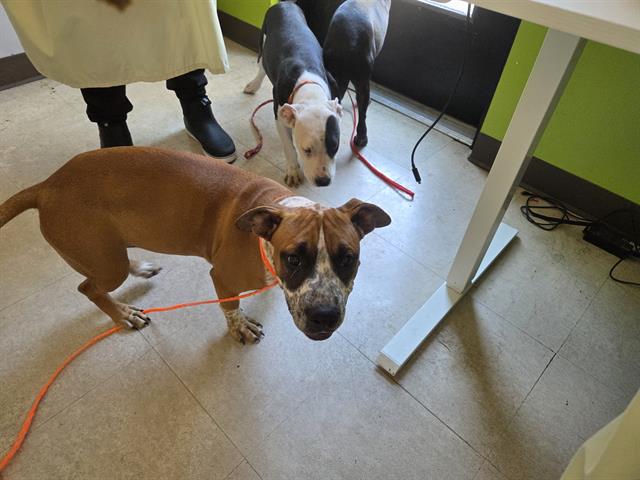 Shelter Stray Female Dog last seen Near BLOCK SE 240TH ST, KENT WA 98031, 21615 64th Ave S, Kent, WA 98032, USA