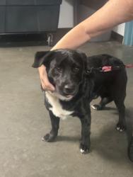 Shelter Stray Male Dog last seen , West Valley Animal Shelter, 20655 Plummer St, Chatsworth, CA 91311, USA