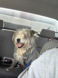 Shelter Stray Female Dog last seen Near BLOCK S A ST, PERRIS, CA, 227 N D St, Perris, CA 92570, USA