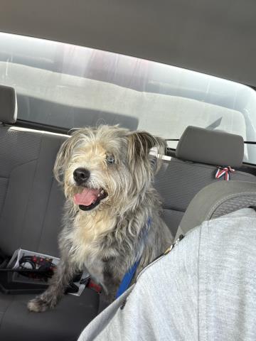 Shelter Stray Female Dog last seen Near BLOCK S A ST, PERRIS, CA, 227 N D St, Perris, CA 92570, USA