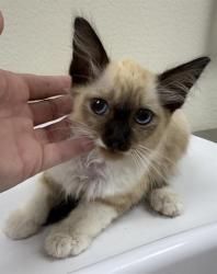 Shelter Stray Male Cat last seen POLERMO & LUCCA LN, 11232 B Ave, Auburn, CA 95603, USA