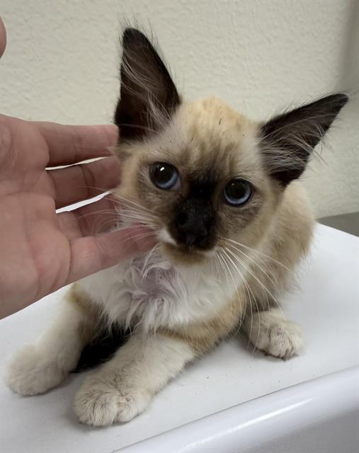 Shelter Stray Male Cat last seen POLERMO & LUCCA LN, 11232 B Ave, Auburn, CA 95603, USA