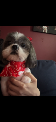 Lost Female Dog last seen Imperial liquor store, National City, CA 91950