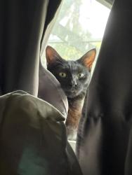 Lost Female Cat last seen 19th street Jax beach, Jacksonville Beach, FL 32250